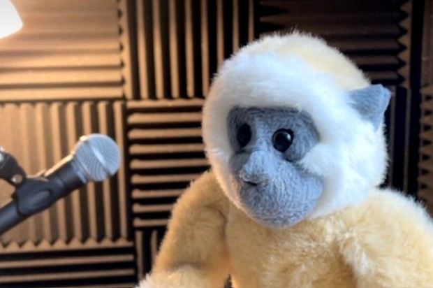 Fred the gibbon, testing out Riverside.fm